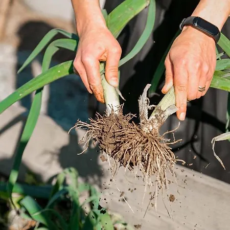 Casa Letras - 蓬蒂-达巴尔卡