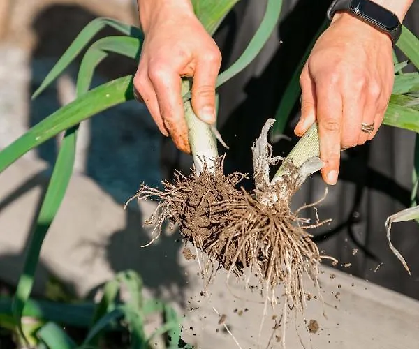 Casa Letras - Ponte da Barca